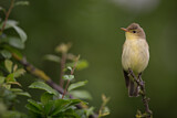Image. Icterine Warbler