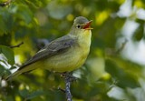 Image. Icterine Warbler