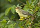 Image. Icterine Warbler