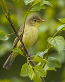 Image. Icterine Warbler