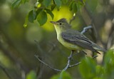 Image. Icterine Warbler