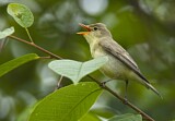 Image. Icterine Warbler