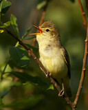 Image. Icterine Warbler