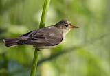 Image. Icterine Warbler