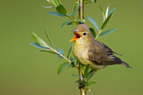 Image. Icterine Warbler