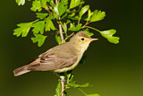 Image. Icterine Warbler
