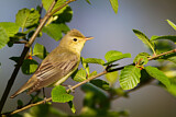Image. Icterine Warbler