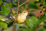 Image. Icterine Warbler