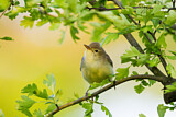 Image. Icterine Warbler