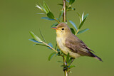 Image. Icterine Warbler
