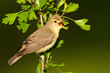Image. Icterine Warbler