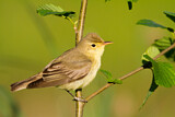 Image. Icterine Warbler