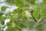 Image. Icterine Warbler