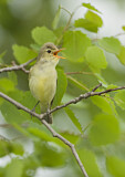 Image. Icterine Warbler