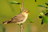 Image. Icterine Warbler