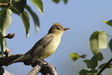 Image. Icterine Warbler