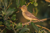 Image. Icterine Warbler