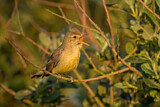 Image. Icterine Warbler