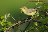 Image. Icterine Warbler