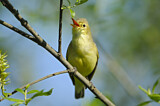 Image. Icterine Warbler