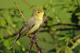 Image. Icterine Warbler