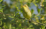 Image. Icterine Warbler
