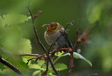 Image. Iiwikleidervogel
