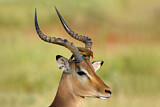 Image. Impala
