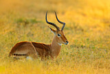 Image. Impala