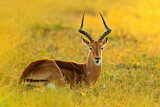 Image. Impala