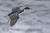 Image. Imperial Shag