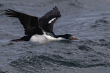 Image. Imperial Shag