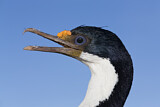 Image. Imperial Shag