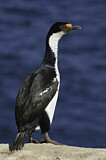 Image. Imperial Shag