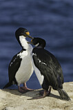 Image. Imperial Shag