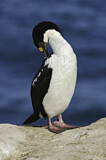 Image. Imperial Shag