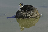 Image. Imperial Shag