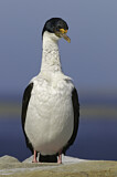 Image. Imperial Shag
