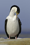 Image. Imperial Shag