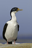 Image. Imperial Shag
