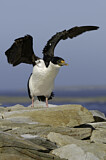 Image. Imperial Shag