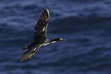 Image. Imperial Shag