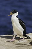 Image. Imperial Shag