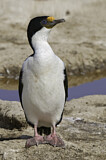 Image. Imperial Shag