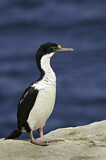 Image. Imperial Shag