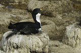 Image. Imperial Shag
