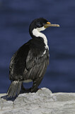 Image. Imperial Shag