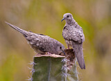 Image. Inca Dove