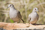 Image. Inca Dove