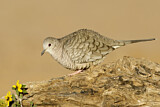 Image. Inca Dove